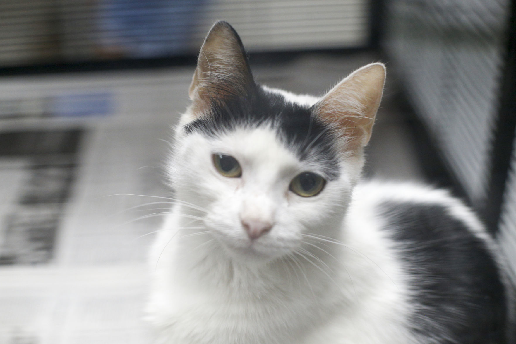 Clear the Shelter